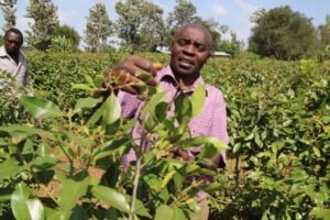 Muguka farmers