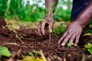 tree planting exercise
