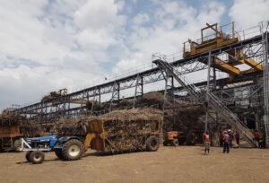 sugarcane