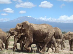 Amboseli National Park.